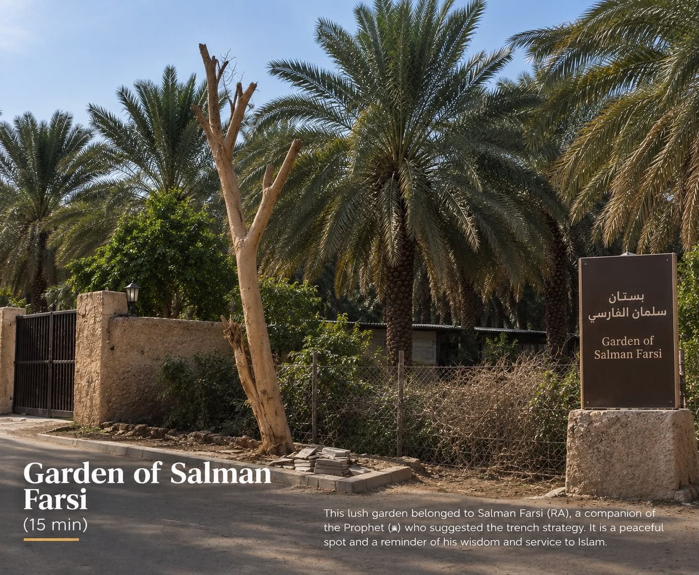 Date palms in the Garden of Salman Farsi
